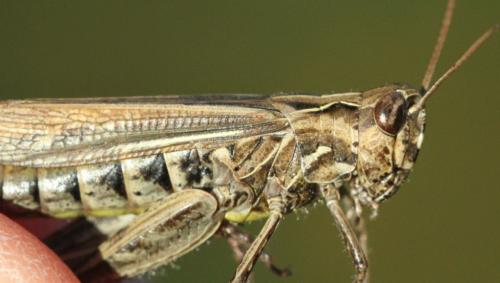 Chorthippus sp.